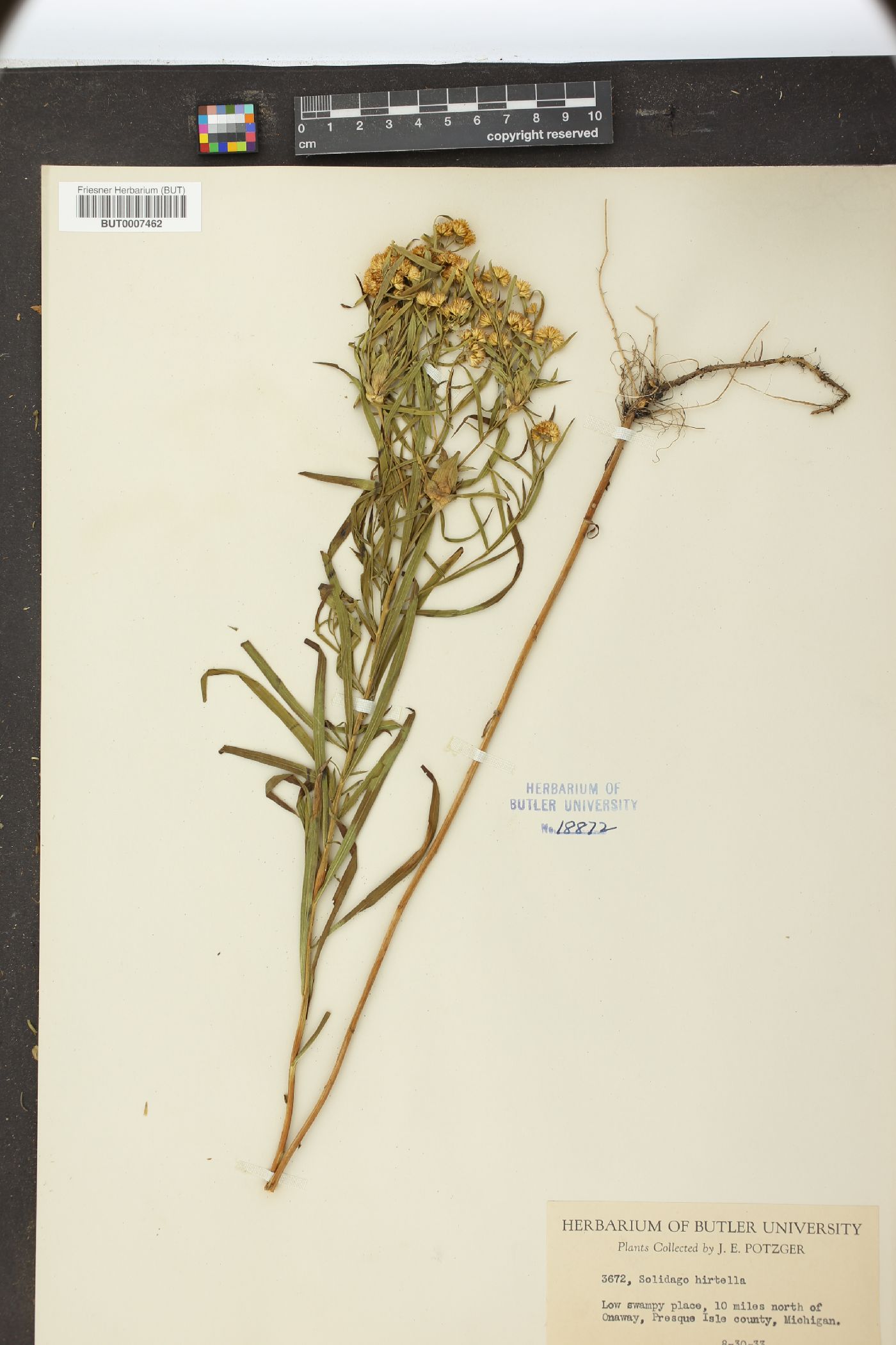 Solidago hirtella image