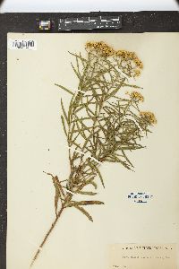 Solidago hirtella image