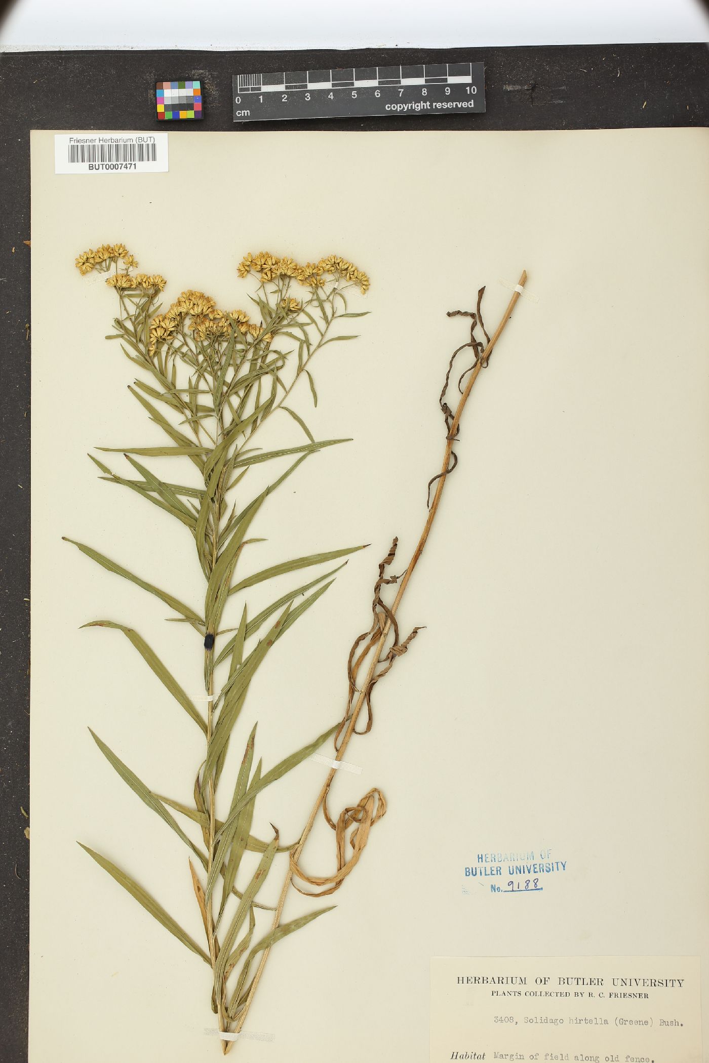 Solidago hirtella image