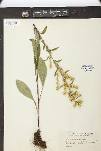 Solidago hispida image