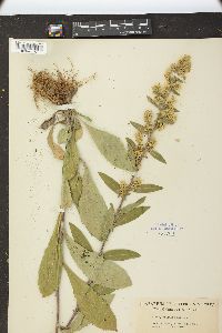 Solidago hispida image