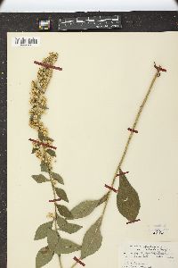 Solidago hispida image