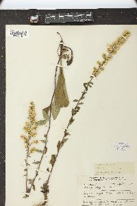 Solidago hispida image