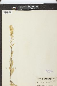 Solidago hispida image