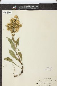 Solidago hispida image