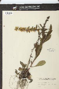 Solidago hispida image