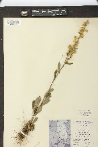 Solidago hispida image