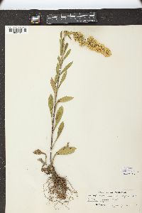 Solidago hispida image