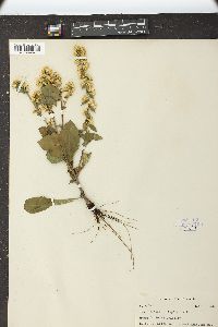 Solidago hispida image