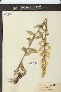 Solidago hispida image