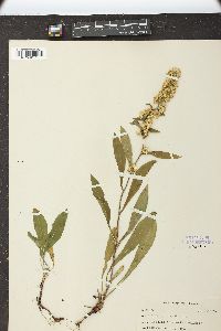 Solidago hispida image