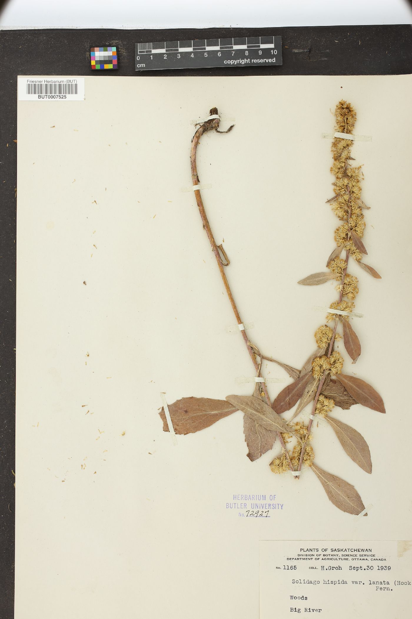 Solidago hispida var. lanata image