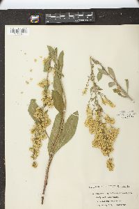 Solidago hispida image