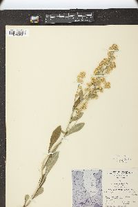 Solidago hispida image