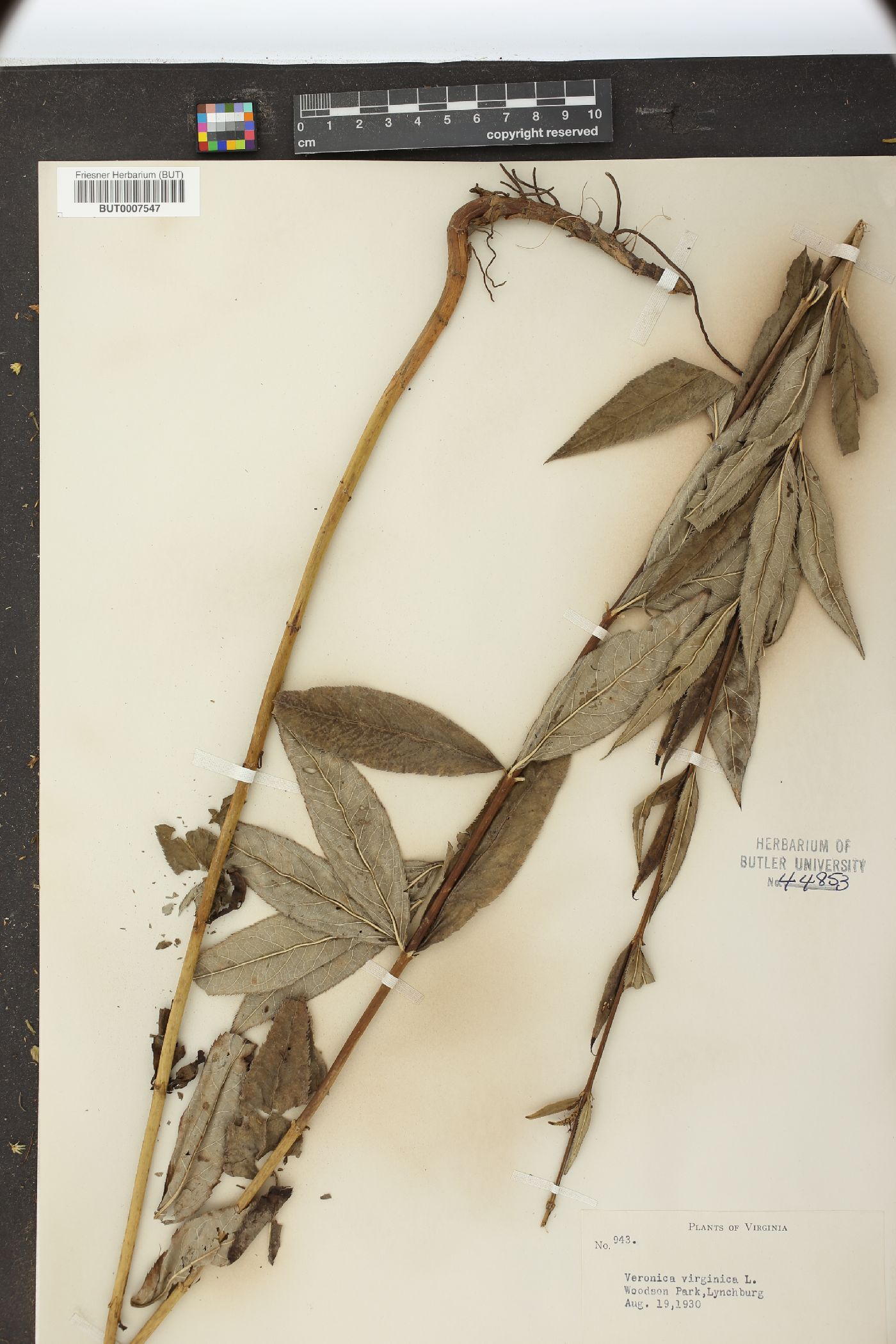 Veronica virginica image
