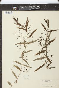 Veronica scutellata image