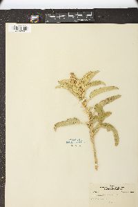 Solanum elaeagnifolium image