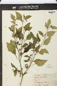 Solanum nigrum image