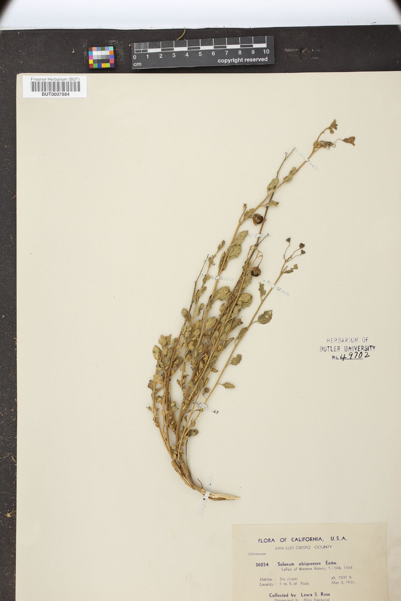 Solanum xanti var. obispoense image