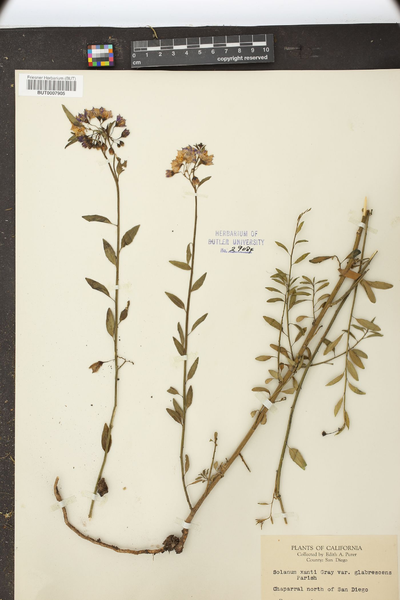 Solanum xanti var. glabrescens image