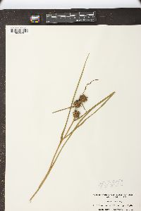 Sparganium angustifolium image