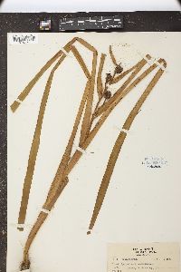 Sparganium angustifolium image