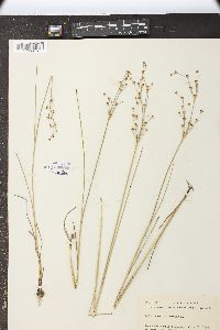 Juncus articulatus image