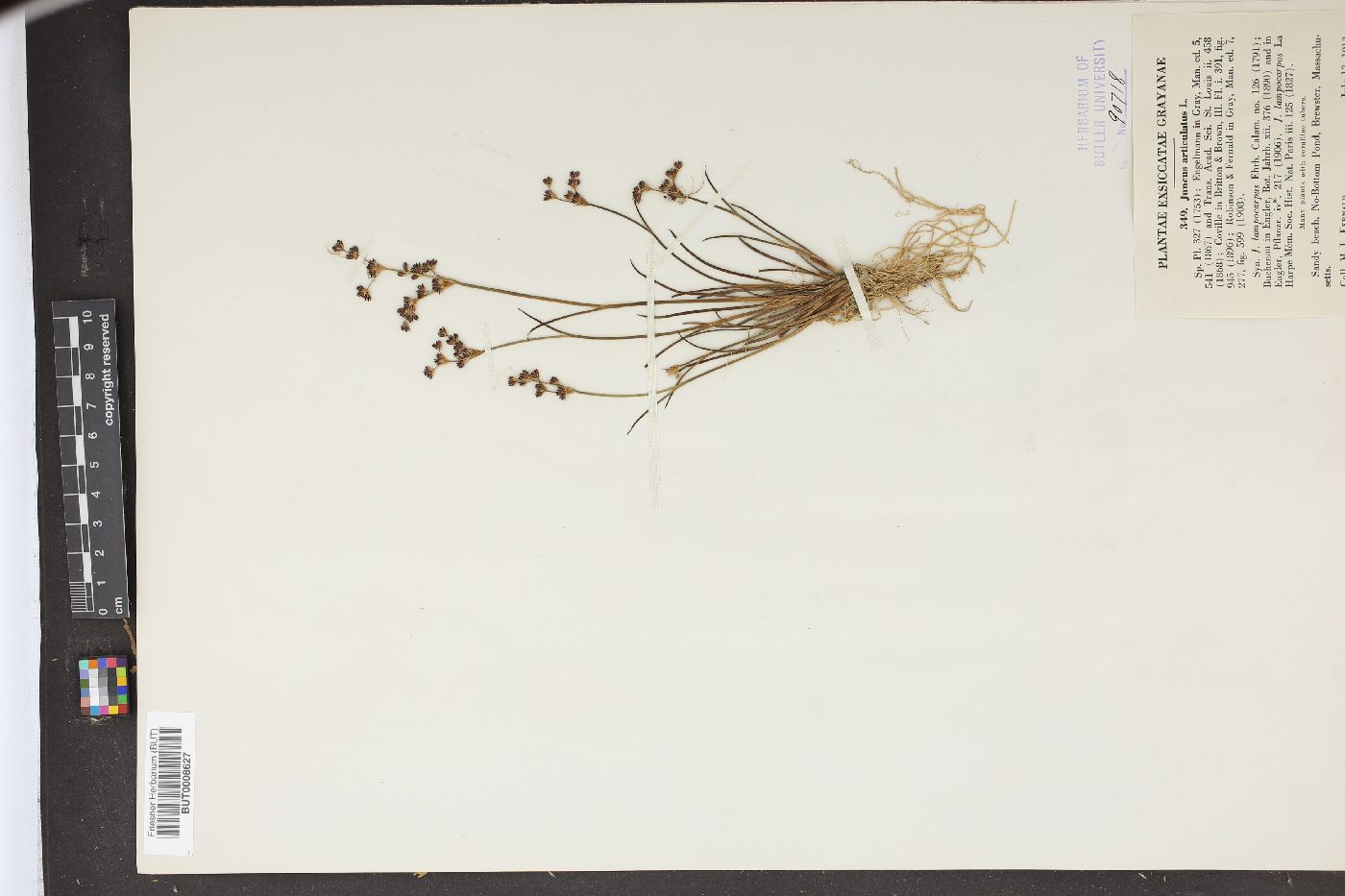 Juncus aristulatus image