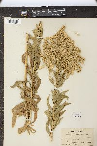 Solidago elongata image