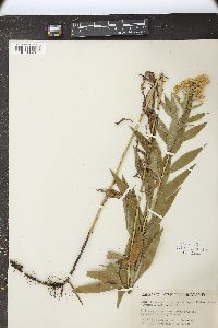 Solidago lepida image