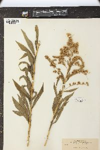 Solidago elongata image