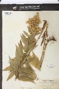 Solidago lepida image