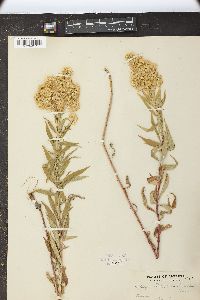 Solidago lepida image