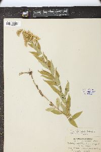 Solidago lepida image