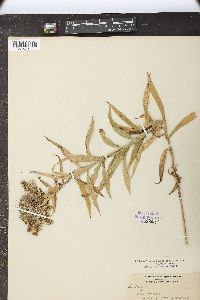 Solidago lepida image