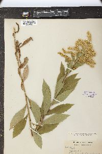 Solidago lepida var. salebrosa image