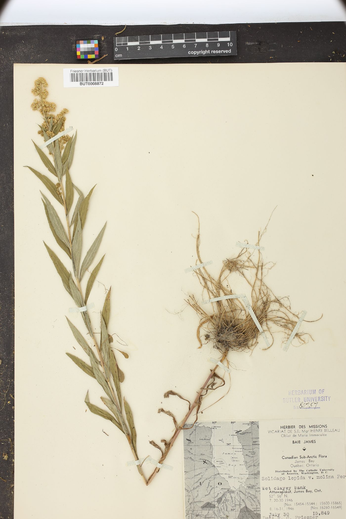 Solidago canadensis var. lepida image