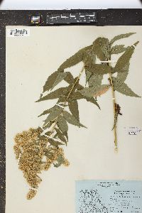 Solidago lepida image