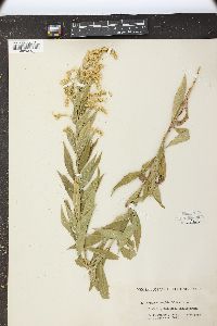 Solidago lepida image