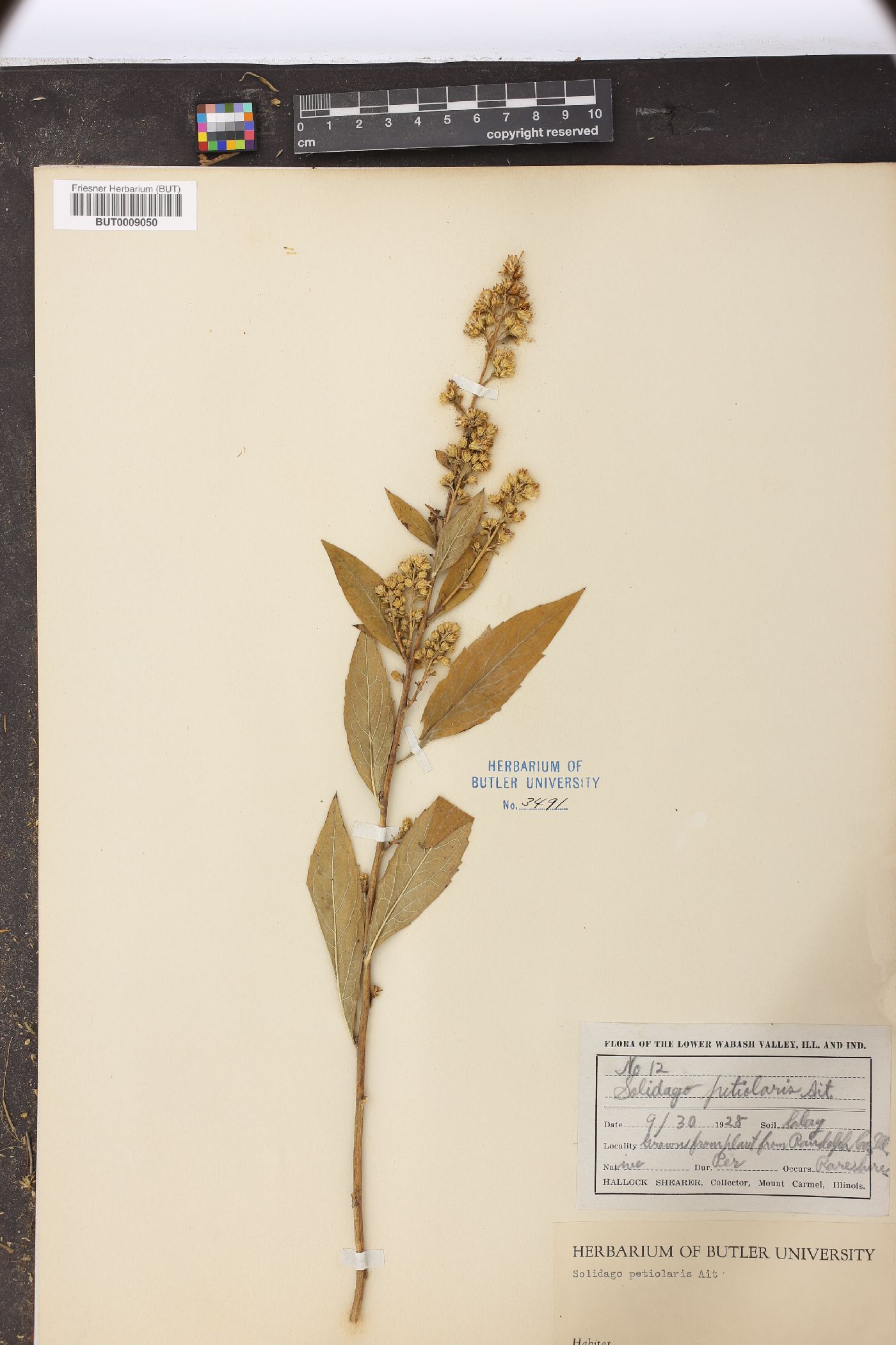 Solidago petiolaris image