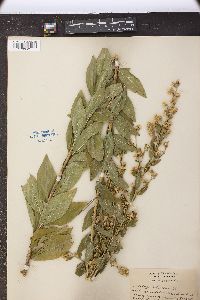 Solidago petiolaris image