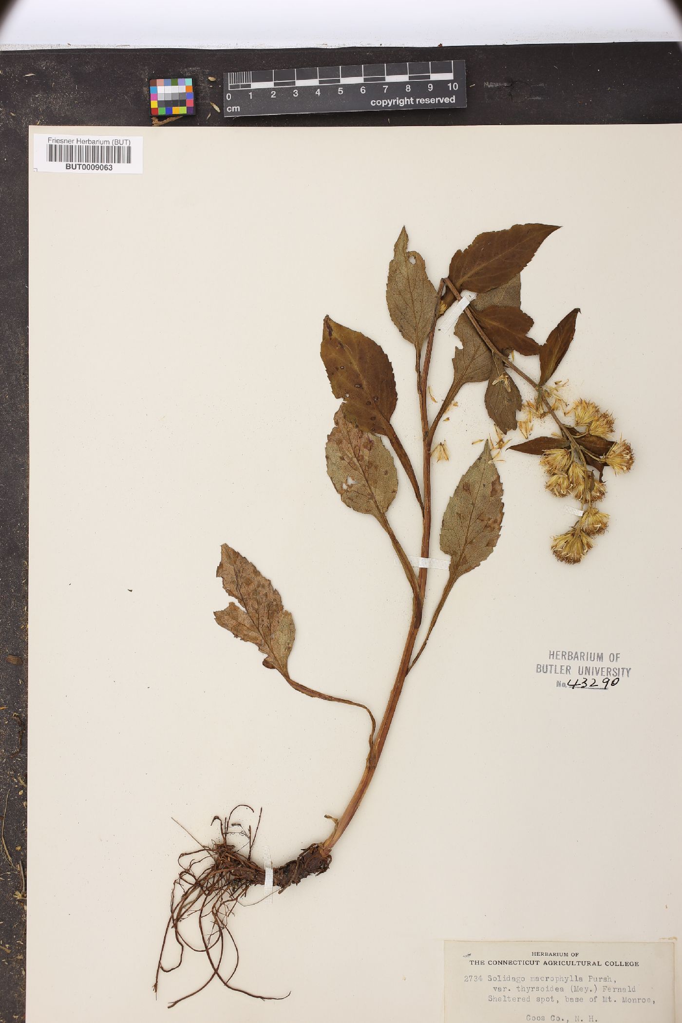 Solidago macrophylla var. thyrsoidea image
