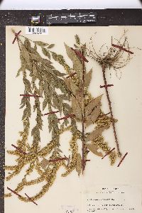 Solidago microphylla image