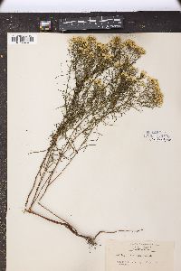 Solidago minor image