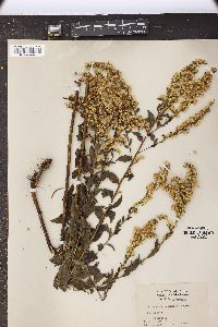 Solidago microphylla image