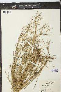 Juncus diffusissimus image