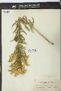 Solidago missouriensis var. fasciculata image