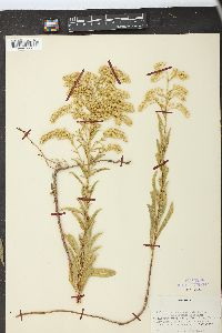 Solidago missouriensis var. fasciculata image