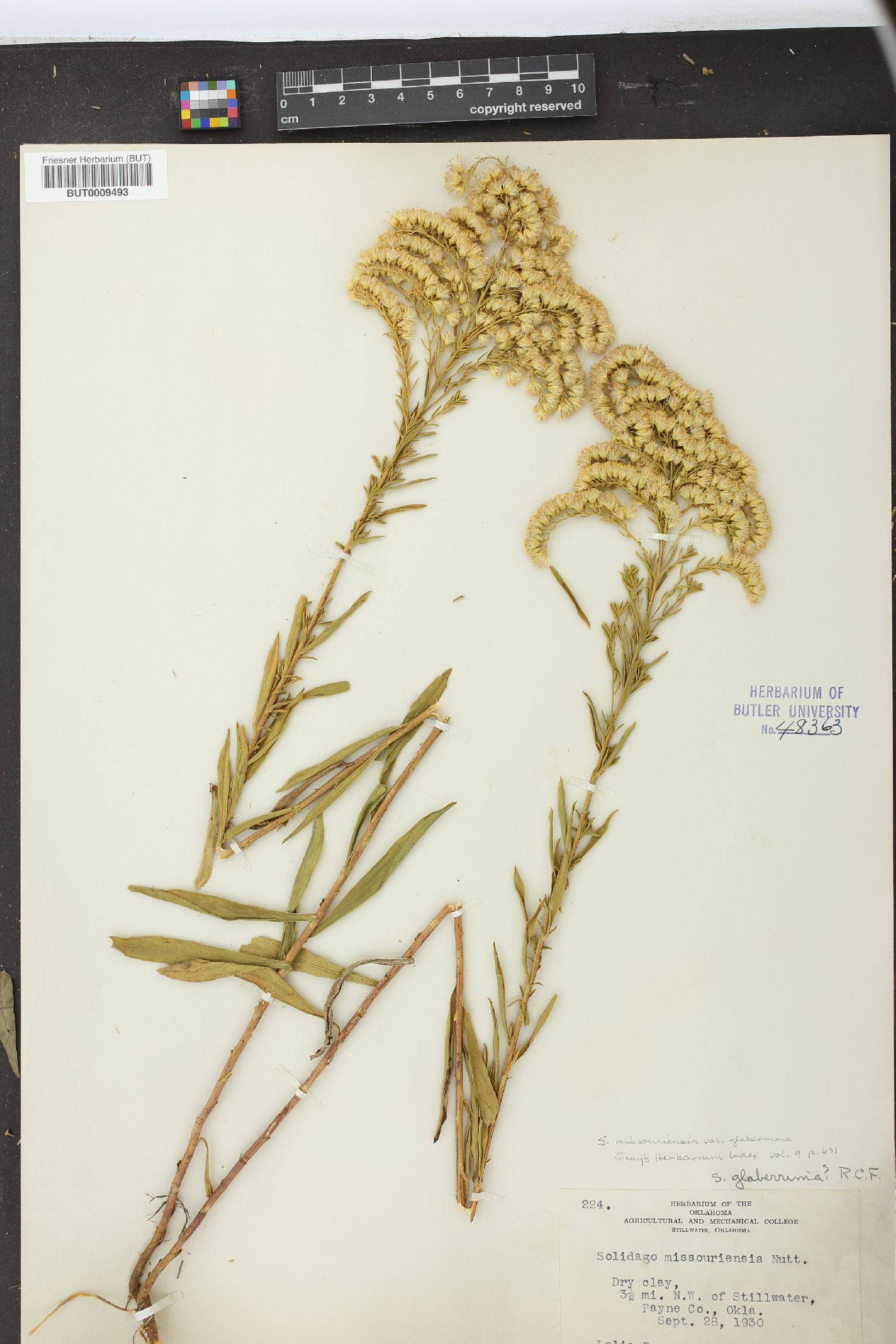 Solidago missouriensis var. fasciculata image