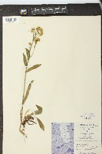 Solidago multiradiata image